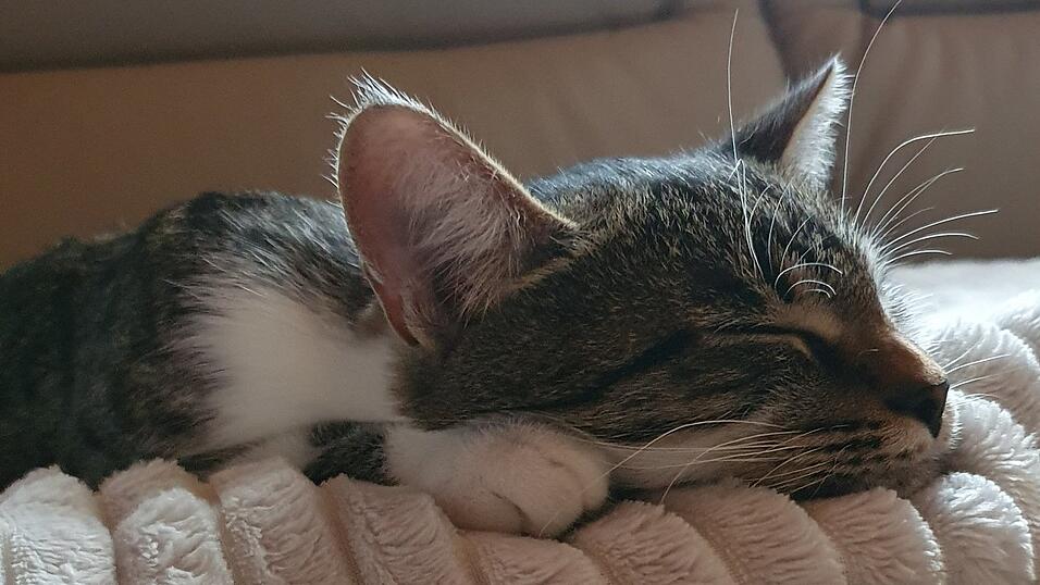 Katzen können ihren Besitzern viel Freude machen. Doch man muss so manches beachten.