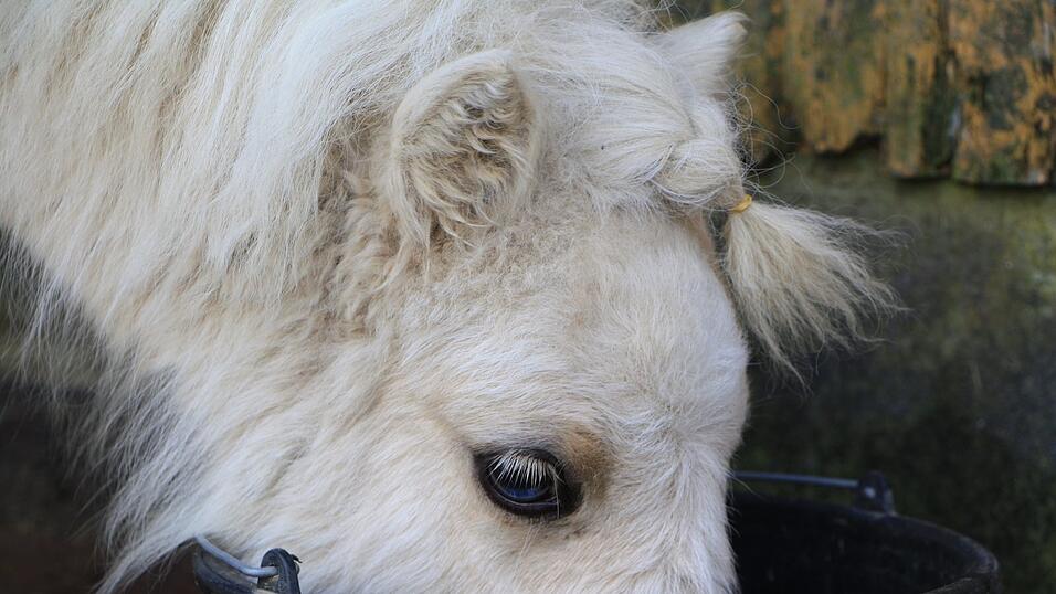 Kann auch wild, hat nach der Tour aber erstmal Durst: Z&ouml;gling Josy