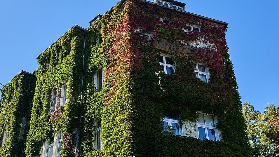 Man k&ouml;nnte sich seine Fenster auch einfach zuwachsen lassen...