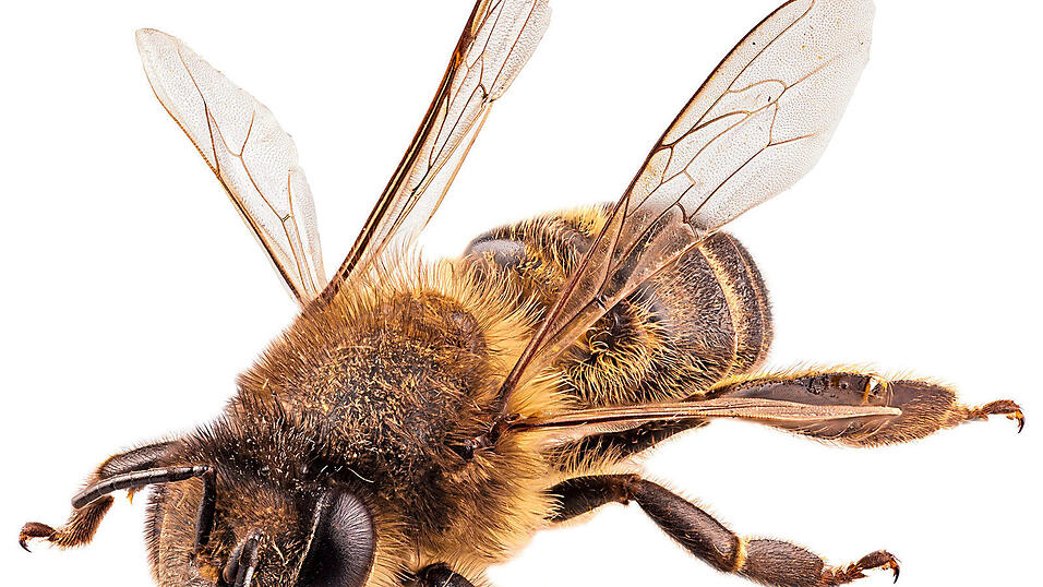 Quedlinburger Bienen- Und Hummelmagnet Saatgut – Blumenmischung Für 200 M²
