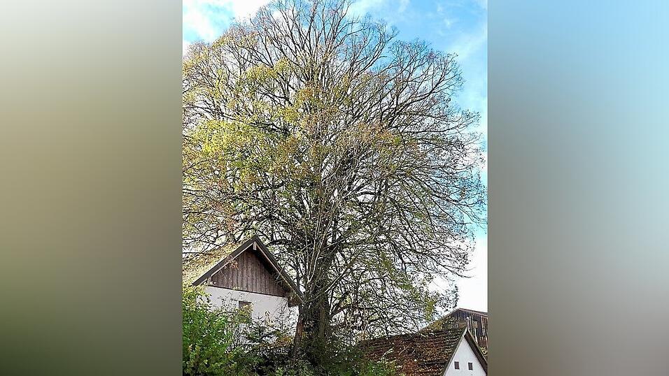 Diese stattliche Linde steht in Obergolding und hat eine lange Geschichte.
