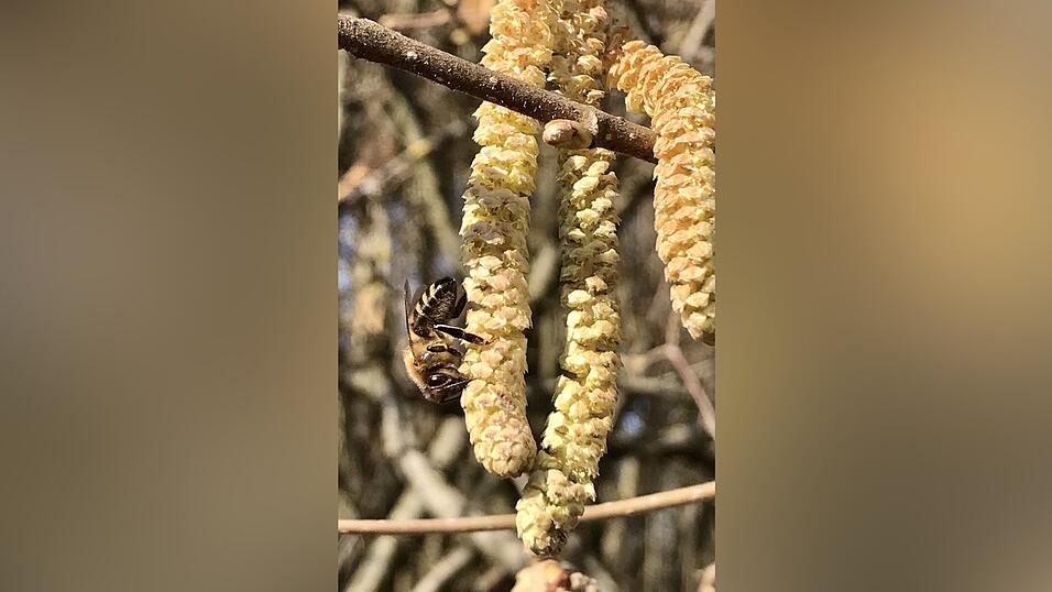 Fr&uuml;hlingsboten.&nbsp;