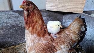 Gefl&uuml;gelz&uuml;chter sichern die Artenvielfalt der gefiederten Freunde. Es wird jedoch zunehmend schwieriger, das Hobby aufrechtzuerhalten.