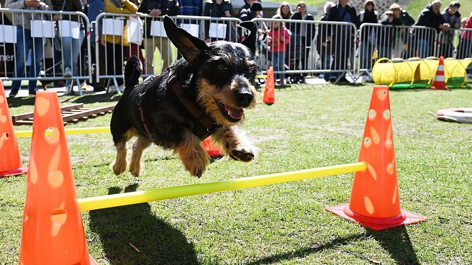 Dackel Seppi l&auml;uft beim 'Dackel-Day' im Olympiapark.