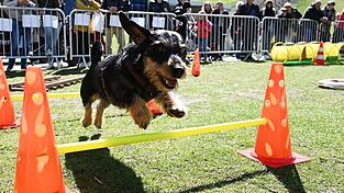 Dackel Seppi läuft beim 'Dackel-Day' im Olympiapark. Dackel Seppi läuft beim 'Dackel-Day' im Olympiapark.