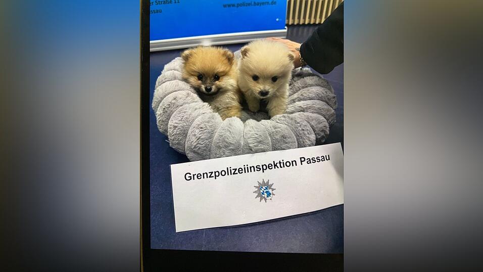 Die Polizei rettete die beiden unterkühlten Welpen. Die Polizei rettete die beiden unterkühlten Welpen.