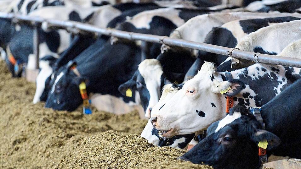 Millionen Nutztiere leiden massiv unter Krankheiten, Verletzungen und Schmerzen - egal ob sie auf einem Bio-Hof oder einem konventionellen Betrieb leben. Millionen Nutztiere leiden massiv unter Krankheiten, Verletzungen und Schmerzen - egal ob sie auf einem Bio-Hof oder einem konventionellen Betrieb leben.