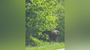 Neben der Stra&szlig;e knabbert der Elch an einem Strauch.