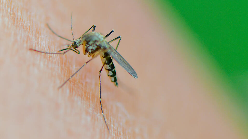 Mit den wärmeren Temperaturen kommen auch die Stechmücken wieder. Doch nicht nur die Stadt tut etwas gegen die lästigen Blutsauger, auch die Bürger können im eigenen Garten für eine Eindämmung sorgen. Mit den wärmeren Temperaturen kommen auch die Stechmücken wieder. Doch nicht nur die Stadt tut etwas gegen die lästigen Blutsauger, auch die Bürger können im eigenen Garten für eine Eindämmung sorgen.