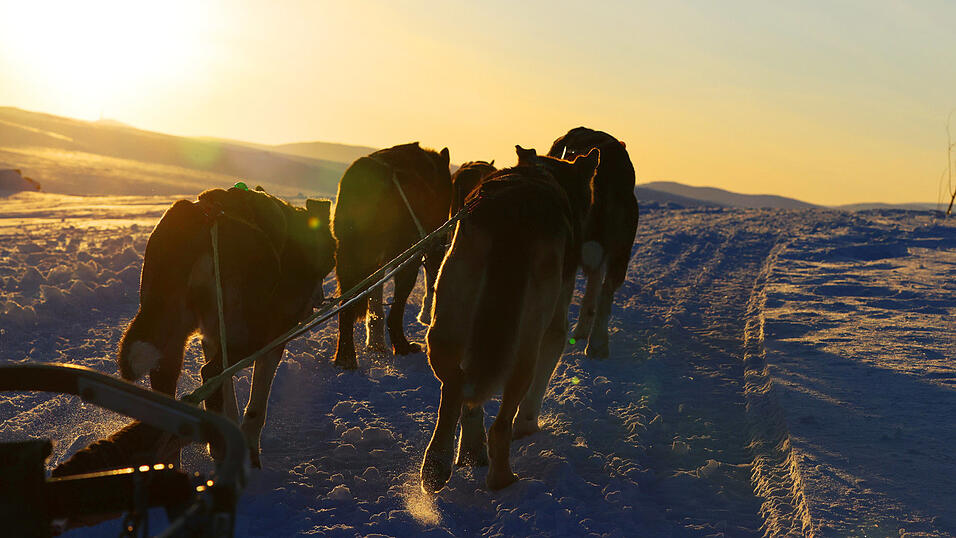 Ein Ausflug mit dem Hundeschlitten endete f&uuml;r einen 37-J&auml;hrigen am Wochenende ungewohnt dramatisch. (Symbolbild)