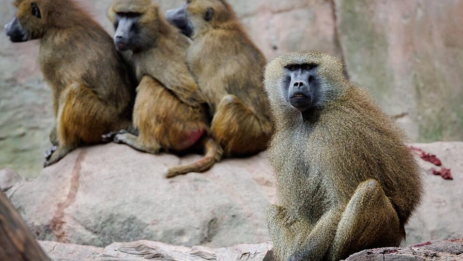 Die Tierschutz- und Tierrechtsorganisationen befürchten, dass mit den Nürnberger Pavianen ein Exempel statuiert werden soll. Die Tierschutz- und Tierrechtsorganisationen befürchten, dass mit den Nürnberger Pavianen ein Exempel statuiert werden soll.