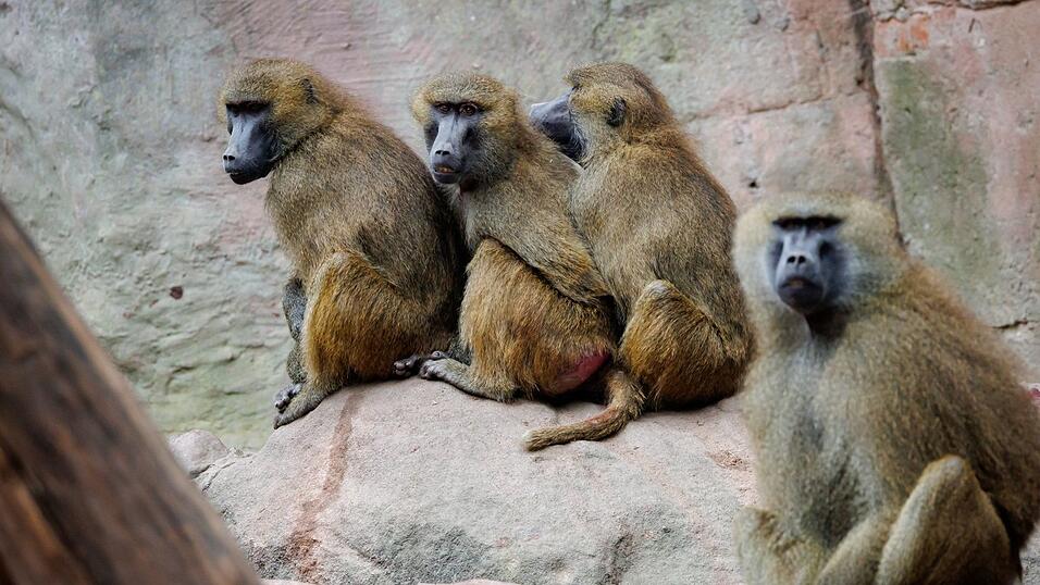 Einige der Guinea-Paviane im Nürnberger Zoo sollen aus Platzgründen getötet werden. (Archivbild) Einige der Guinea-Paviane im Nürnberger Zoo sollen aus Platzgründen getötet werden. (Archivbild)