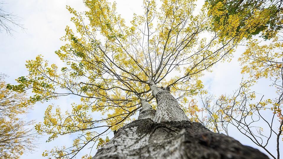 Die Zitterpappel steht für Widerstandskraft, Artenvielfalt sowie Erneuerung. Die Zitterpappel steht für Widerstandskraft, Artenvielfalt sowie Erneuerung.
