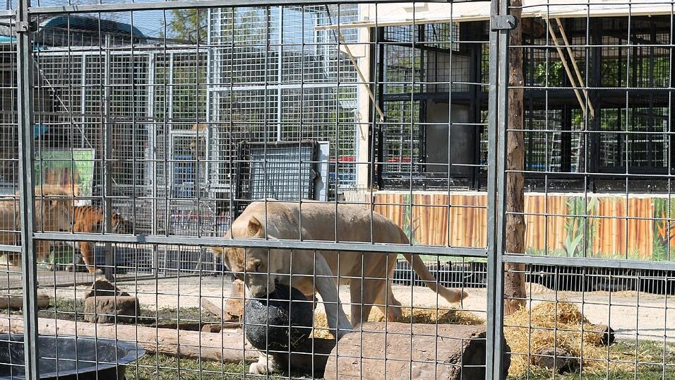 Eine Löwin spielt mit einer 25 kg schweren Kugel. Eine Löwin spielt mit einer 25 kg schweren Kugel.