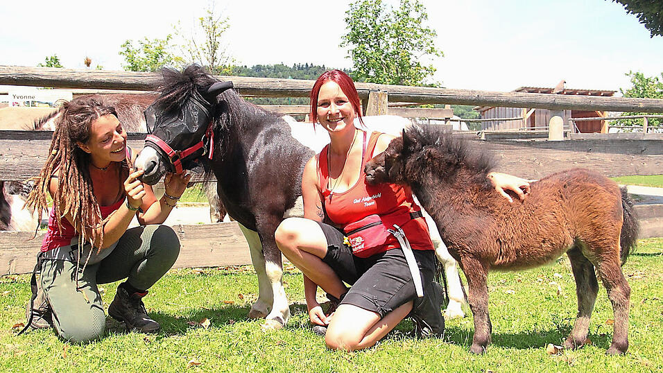 Zurück auf Gut Aiderbichl in Deggendorf: Jessy und Steffi mit den Minishetti-Damen Lucy und Hanna. Zurück auf Gut Aiderbichl in Deggendorf: Jessy und Steffi mit den Minishetti-Damen Lucy und Hanna.