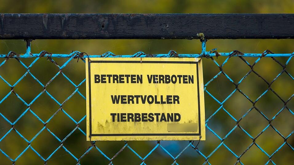 Forderungen nach einem bundesweiten Aufstallungsgebot werden lauter. Forderungen nach einem bundesweiten Aufstallungsgebot werden lauter.