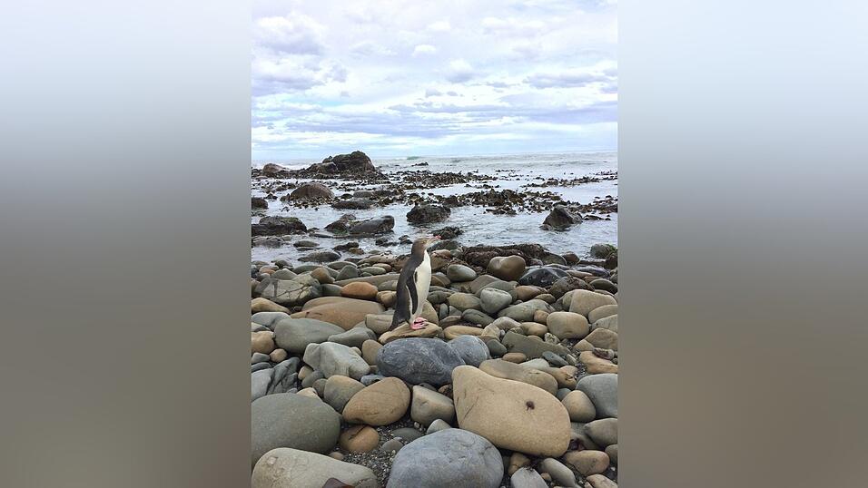 Impressionen von Elisas Auslandsjahr in Neuseeland.