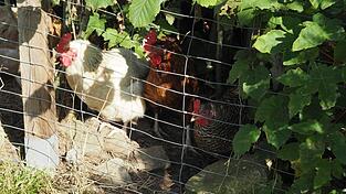 Wegen der Geflügelpest bleib die Stallpflicht im Landkreis Cham vorerst bis mindestens 10. Mai bestehen. (Symbolbild) Wegen der Geflügelpest bleib die Stallpflicht im Landkreis Cham vorerst bis mindestens 10. Mai bestehen. (Symbolbild)