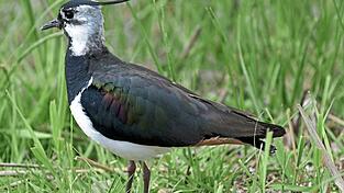 Auch der Kiebitz gehört zu den selten gewordenen Vogelarten, die den Landkreis Landshut ihre Heimat nennen. Auch der Kiebitz gehört zu den selten gewordenen Vogelarten, die den Landkreis Landshut ihre Heimat nennen.