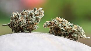 Das Landratsamt Bamberg hat einem oberfränkischen Cannabis-Club untersagt, weiter Hanf anzubauen und an Mitglieder abzugeben. Ein Gericht bestätigte diese Entscheidung. (Symbolbild)