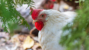 Die Hühner wurden in einem Karton ausgesetzt. (Archiv)
