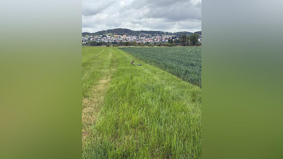 Auf einer Wiese bei Michelsdorf wurde das Tier wieder in die Freiheit entlassen.