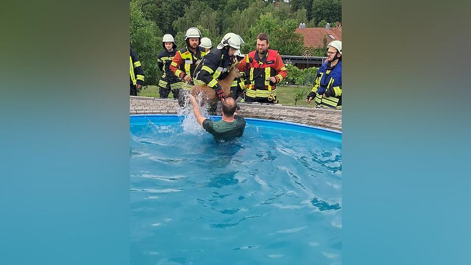 Feuerwehrleute haben es aus seiner misslichen Lage befreit. Feuerwehrleute haben es aus seiner misslichen Lage befreit.