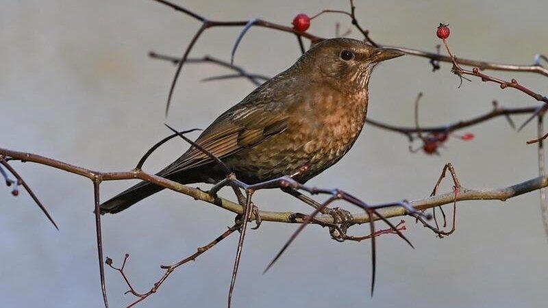 Eine Amsel Amsel sitzt auf einem Zweig.