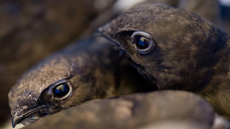 Mauersegler kehren erst Ende April oder Anfang Mai aus ihrem Winterquartier zur&uuml;ck. (Archivbild)