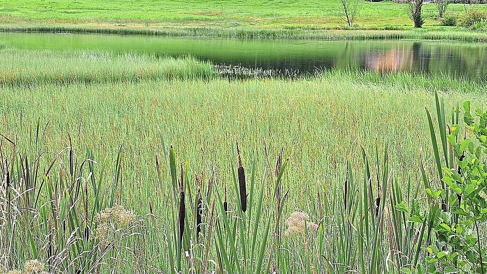 Unter anderem am idyllisch gelegenen Böcklweiher tummeln sich die Krebspest-Überträger. Unter anderem am idyllisch gelegenen Böcklweiher tummeln sich die Krebspest-Überträger.