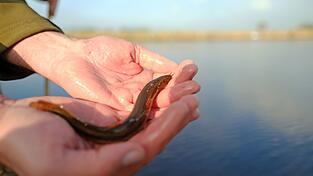 Ein Schlammpeitzger sieht nicht gerade aus wie ein typischer Fisch. (Symbolbild)