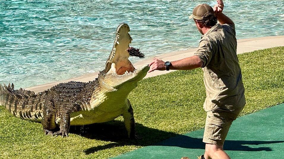 Heute f&uuml;hren Ranger die ber&uuml;hmte Krokodilshow im Australia Zoo vor - und geben Tipps zum Umgang mit den Reptilien.