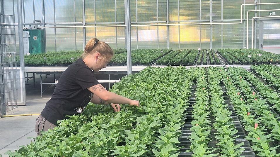 Jacqueline Stoiber leitet das kleine Team in der Deggendorfer Stadtgärtnerei. Jacqueline Stoiber leitet das kleine Team in der Deggendorfer Stadtgärtnerei.