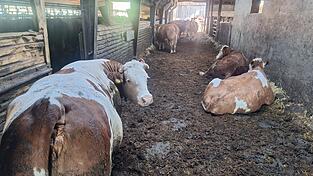 K&uuml;he k&ouml;nnen ganz sch&ouml;n schnell werden. Das bekamen die Landwirte Schosser zu sp&uuml;ren.