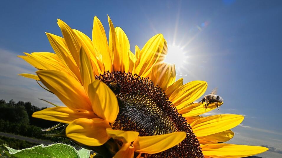 Sieben Jahre nach dem Ruf der Bayern nach mehr Artenschutz bei «Rettet die Bienen» zieht der Trägerkreis des Volksbegehrens ein durchwachsenes Fazit bei der Umsetzung. (Illustration) Sieben Jahre nach dem Ruf der Bayern nach mehr Artenschutz bei «Rettet die Bienen» zieht der Trägerkreis des Volksbegehrens ein durchwachsenes Fazit bei der Umsetzung. (Illustration)