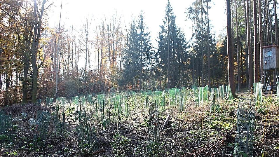 Nur die Baumschutz-Gitterhüllen halfen gegen Verbiss. Nur die Baumschutz-Gitterhüllen halfen gegen Verbiss.