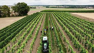 Trotz eines Rückgangs wegen des Wetters kommt fast die Hälfte des deutschen Weins aus Rheinhessen und der Pfalz. Trotz eines Rückgangs wegen des Wetters kommt fast die Hälfte des deutschen Weins aus Rheinhessen und der Pfalz.