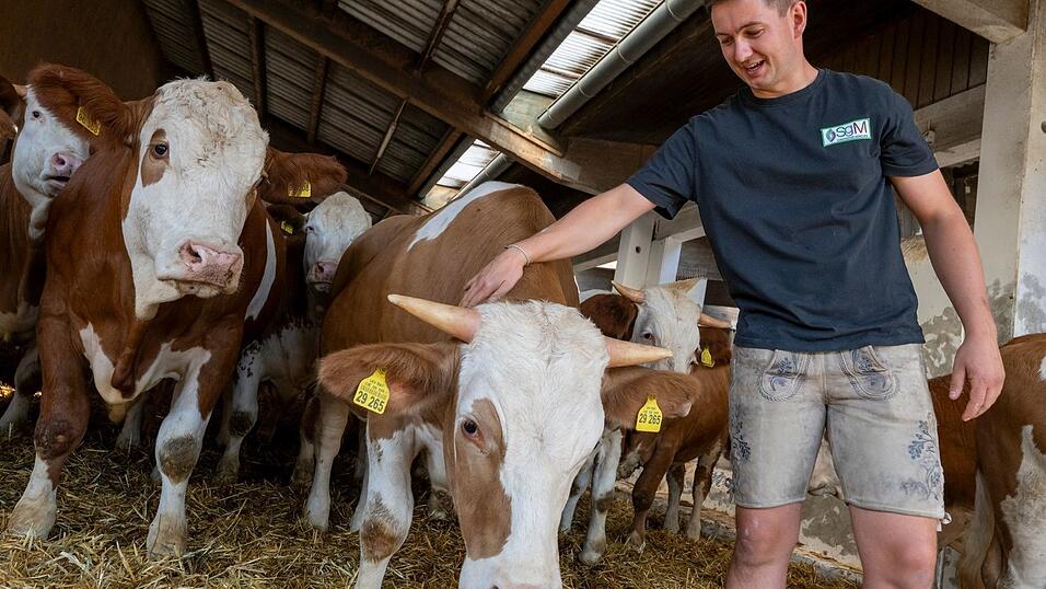 Johannes Attenberger, Bereichsleiter Ochsenmast, kennt seine Tiere ganz genau.