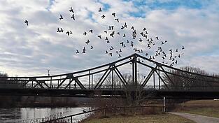 Die Isarbrücke in Landau und die Stadttauben gehören fast schon untrennbar zusammen. Doch nach der Sanierung soll es für die Vögel schwerer werden, sich im Bauwerk niederzulassen.