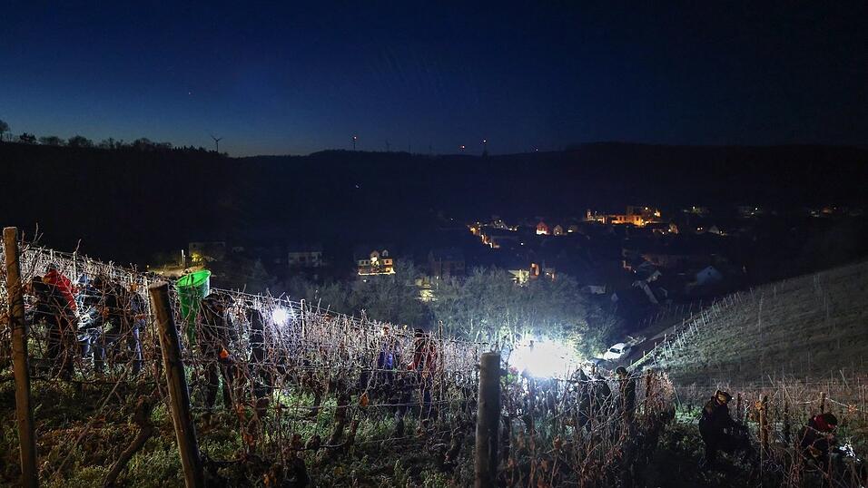 Eiswein darf nur bei Temperaturen von mindestens minus sieben Grad Celsius gelesen werden.