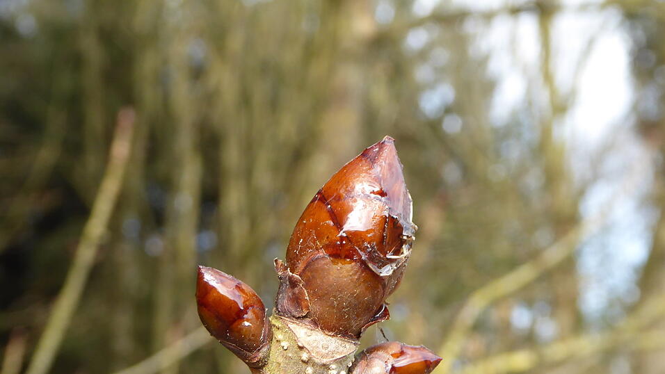 Knospe einer Rosskastanie im Eginger Holz im Kleinen Vilstal.