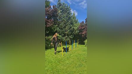 Unsere Autorin Anna Roppelt mit ihrem Hund Laila beim Slalom-Training, einer von vielen Agility-Übungen. Unsere Autorin Anna Roppelt mit ihrem Hund Laila beim Slalom-Training, einer von vielen Agility-Übungen.