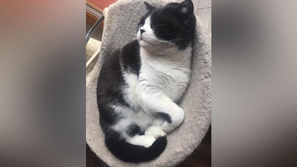 Auch an den sechs tierischen Bewohner des Regensburger Katzentempels geht Corona nicht spurlos vorbei. Die angeordnete Schließung der Gastronomie hat das Leben der Samtpfoten auf den Kopf gestellt. Wo sind bloß all die Spielkameraden hin? Auch an den sechs tierischen Bewohner des Regensburger Katzentempels geht Corona nicht spurlos vorbei. Die angeordnete Schließung der Gastronomie hat das Leben der Samtpfoten auf den Kopf gestellt. Wo sind bloß all die Spielkameraden hin?