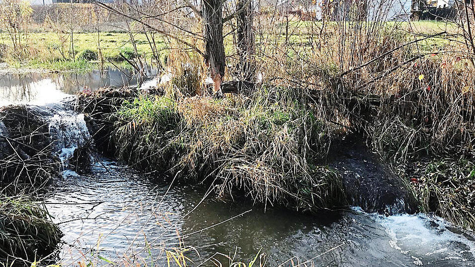 Mit seinem Damm hat der Biber die Ausgleichsfläche am Allachbach unter Wasser gesetzt.