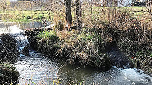 Mit seinem Damm hat der Biber die Ausgleichsfläche am Allachbach unter Wasser gesetzt. Mit seinem Damm hat der Biber die Ausgleichsfläche am Allachbach unter Wasser gesetzt.
