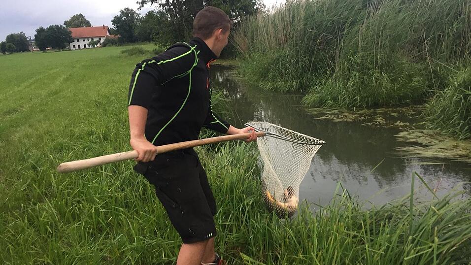 In einer spontanen Aktion konnten viele Fische gerettet werden.