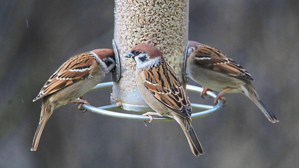 Den Schnabel bei der Z&auml;hlung vorn hat der Feldsperling, einer unserer Spatzenarten.