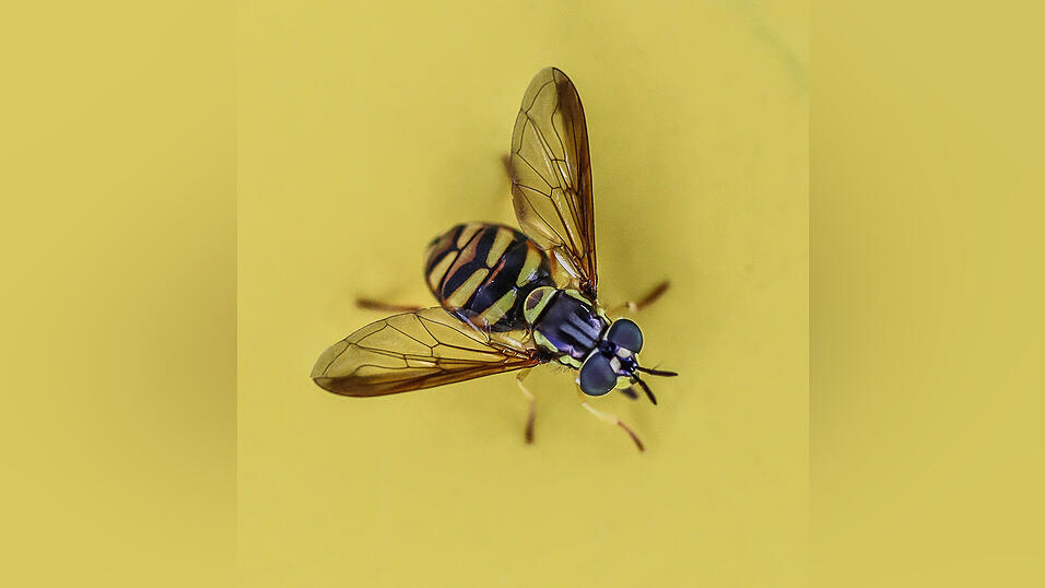 Platz 7: Dieter Renner