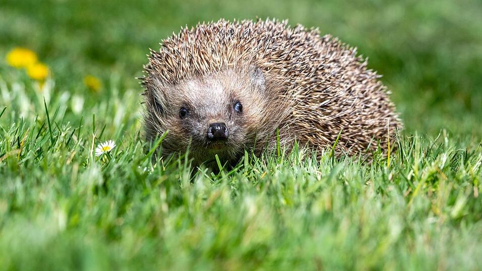 Der Igel ist zwar weit verbreitet, seine Best&auml;nde gehen aber zur&uuml;ck. (Archivbild)