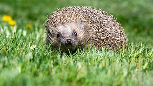 Der Igel ist zwar weit verbreitet, seine Best&auml;nde gehen aber zur&uuml;ck. (Archivbild)